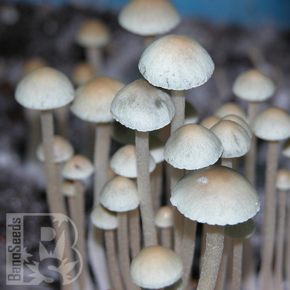 отпечатки псилоцибиновых грибов Panaeolus Cyanescens Jamaica