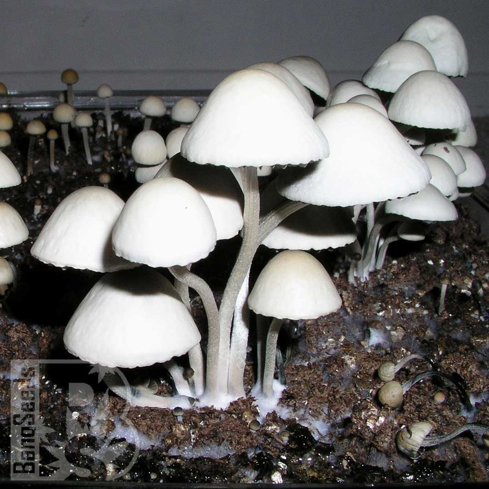 купить отпечатки псилоцибиновых грибов Panaeolus Cyanescens Jamaica
