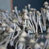 недорого споры псилоцибиновых грибов Panaeolus Cyanescens Jamaica
