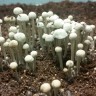 отпечатки псилоцибиновых грибов в Казахстане Panaeolus Cyanescens Jamaica