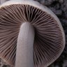 купить отпечатки псилоцибиновых грибов Алма-Ата Panaeolus Tropicalis