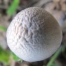 Заказать онлайн отпечатки псилоцибиновых грибов в Казахстане Panaeolus Tropicalis