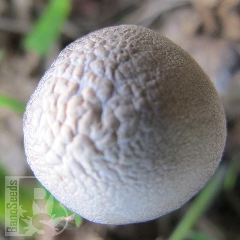 Заказать онлайн отпечатки псилоцибиновых грибов в Казахстане Panaeolus Tropicalis
