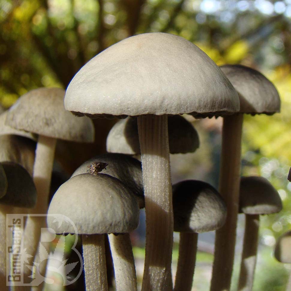 купить отпечатки псилоцибиновых грибов в Казахстане Panaeolus Tropicalis