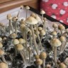 купить недорого споры псилоцибиновых грибов Panaeolus Tropicalis