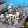купить отпечатки псилоцибиновых грибов Panaeolus Tropicalis