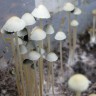 отпечатки псилоцибиновых грибов Нур-Султан Panaeolus Tropicalis