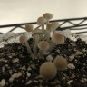 отпечатки псилоцибиновых грибов Panaeolus Tropicalis