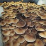 Заказать онлайн отпечатки псилоцибиновых грибов в Казахстане Pink Buffalo