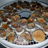 отпечатки псилоцибиновых грибов Plantasia Mystery