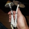 споровые отпечатки псилоцибиновых грибов Plantasia Mystery