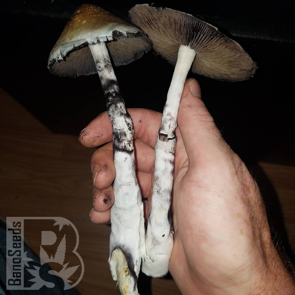 споровые отпечатки псилоцибиновых грибов Plantasia Mystery