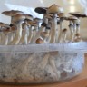 купить отпечатки псилоцибиновых грибов Plantasia Mystery