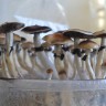 заказать отпечатки псилоцибиновых грибов с доставкой в Казахстане Plantasia Mystery