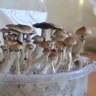 купить недорого споры псилоцибиновых грибов Plantasia Mystery