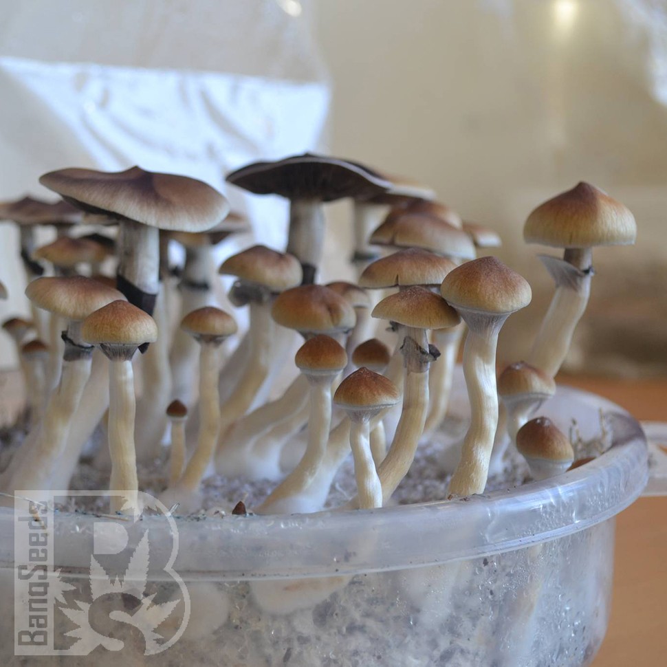 купить недорого споры псилоцибиновых грибов Plantasia Mystery