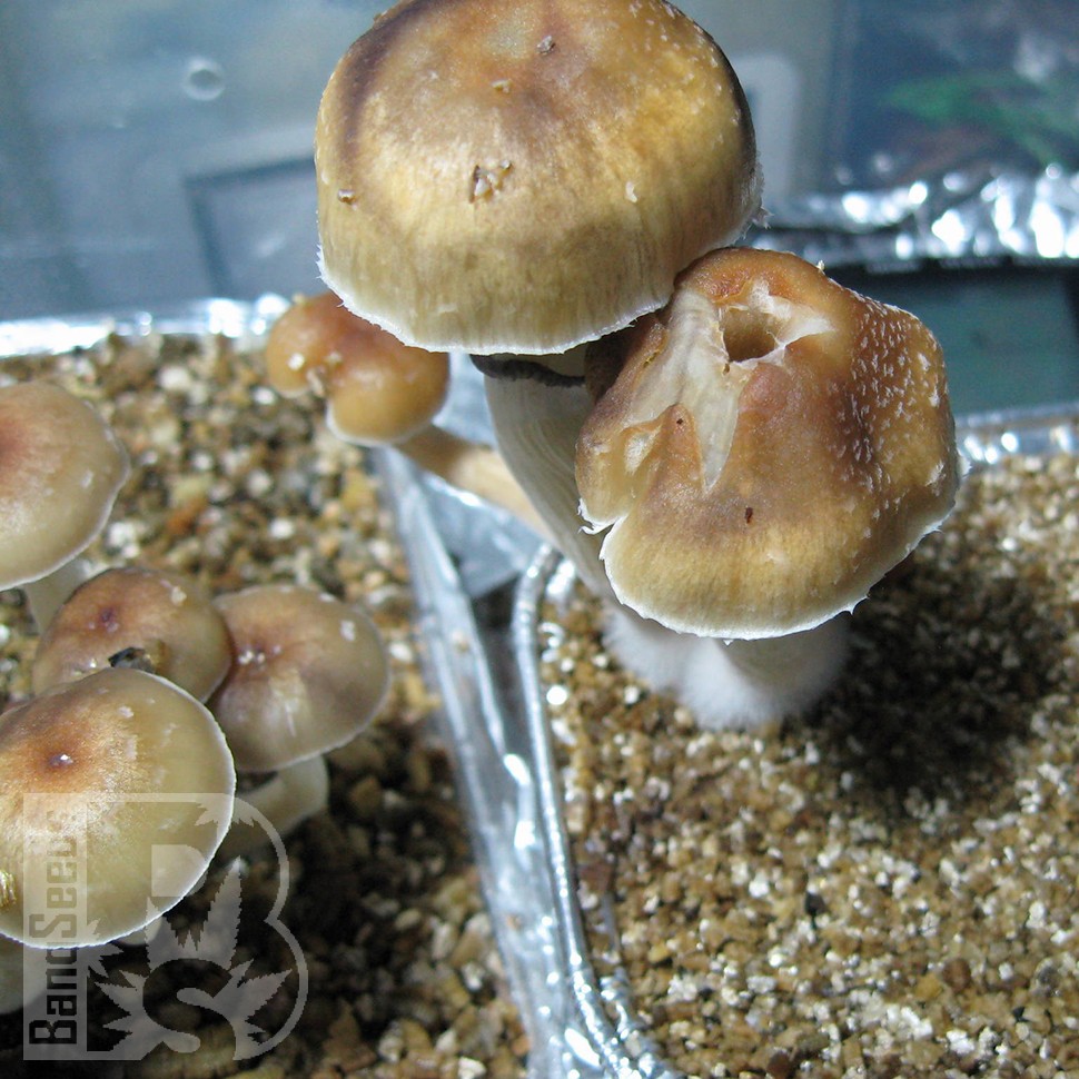 отпечатки псилоцибиновых грибов в Казахстане Tasmanian