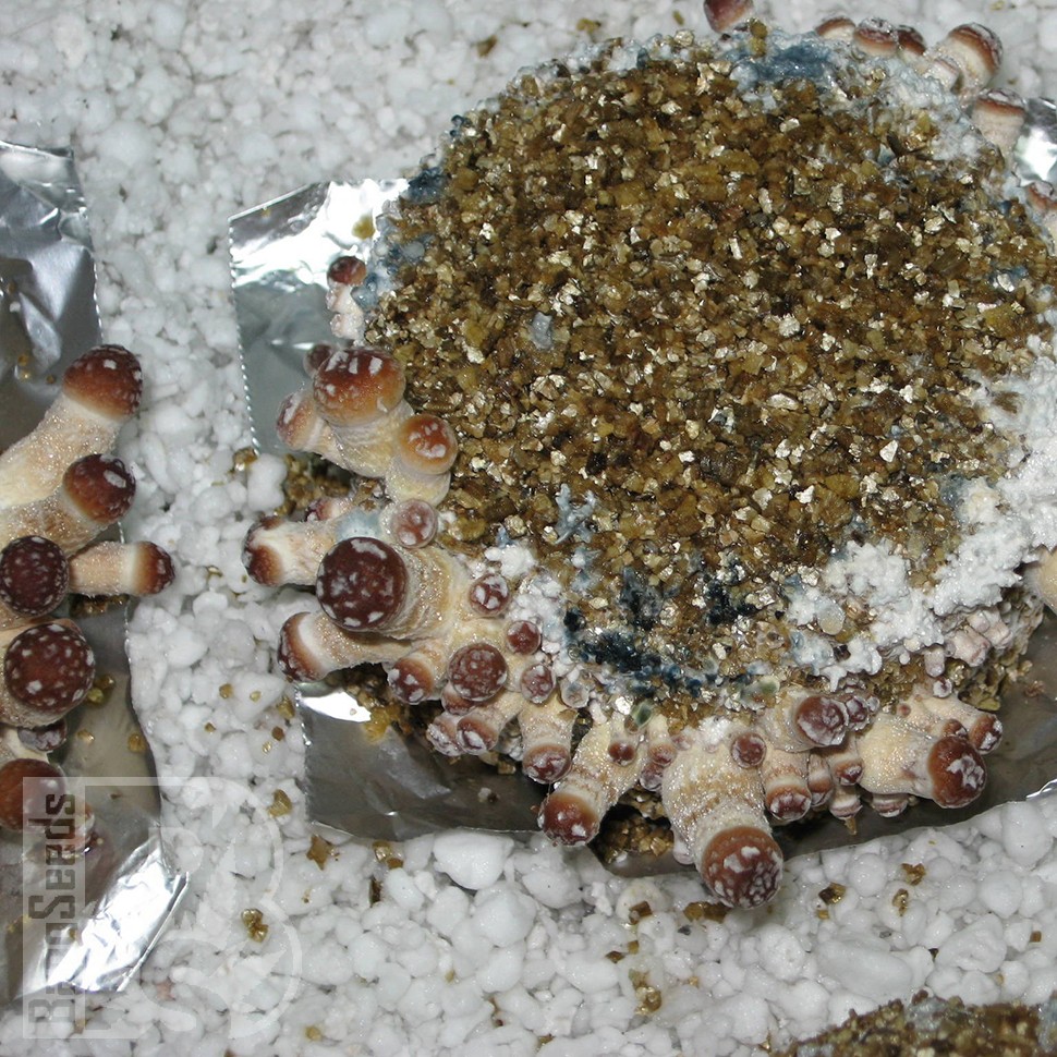 отпечатки псилоцибиновых грибов Нур-Султан Tasmanian