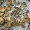 купить отпечатки псилоцибиновых грибов Алма-Ата Tasmanian
