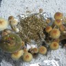 Заказать онлайн отпечатки псилоцибиновых грибов в Казахстане Tasmanian