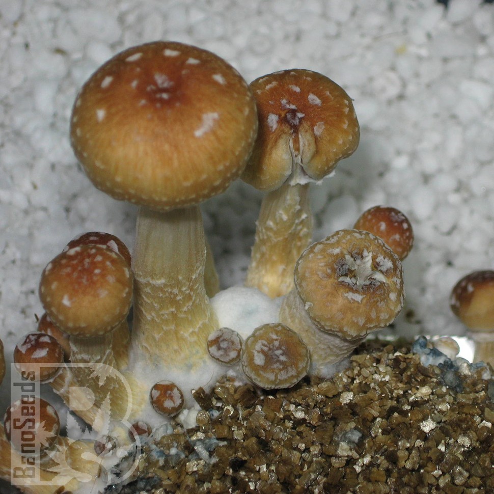 купить отпечатки псилоцибиновых грибов в Казахстане Tasmanian