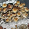 заказать отпечатки псилоцибиновых грибов с доставкой в Казахстане Tasmanian