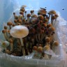 заказать отпечатки псилоцибиновых грибов Tasmanian