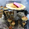 отпечатки псилоцибиновых грибов Tasmanian