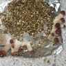 споровые отпечатки псилоцибиновых грибов Tasmanian