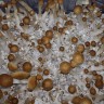 купить отпечатки псилоцибиновых грибов Алма-Ата Tapalpa