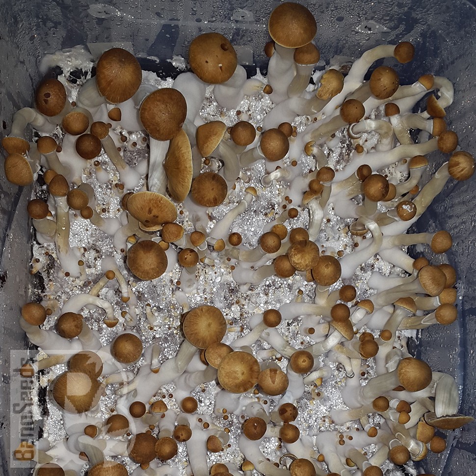 Заказать онлайн отпечатки псилоцибиновых грибов в Казахстане Tapalpa