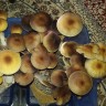 отпечатки псилоцибиновых грибов в Казахстане Tapalpa
