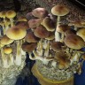 купить недорого споры псилоцибиновых грибов Tapalpa