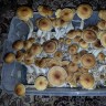 купить отпечатки псилоцибиновых грибов Tapalpa