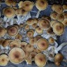 отпечатки псилоцибиновых грибов Tapalpa