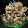 споровые отпечатки псилоцибиновых грибов Tapalpa