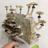 недорого споры псилоцибиновых грибов Tapalpa