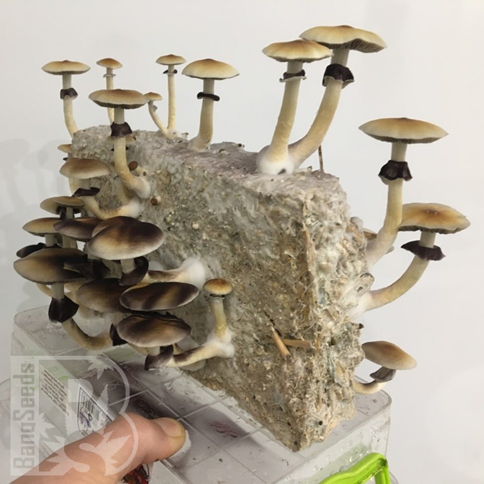 недорого споры псилоцибиновых грибов Tapalpa