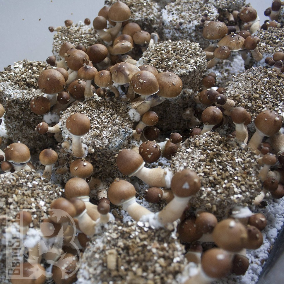 отпечатки псилоцибиновых грибов в Казахстане Z-strain