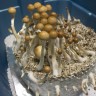 отпечатки псилоцибиновых грибов Нур-Султан Z-strain