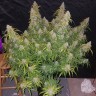 Семена марихуаны White Lavender fem