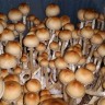 недорого споры псилоцибиновых грибов Red Spore