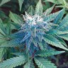 Качественные семена марихуаны Auto Betty Boo