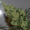 Семена марихуаны  AK-47 х Lowryder (Aklow) regular Ganja Seeds