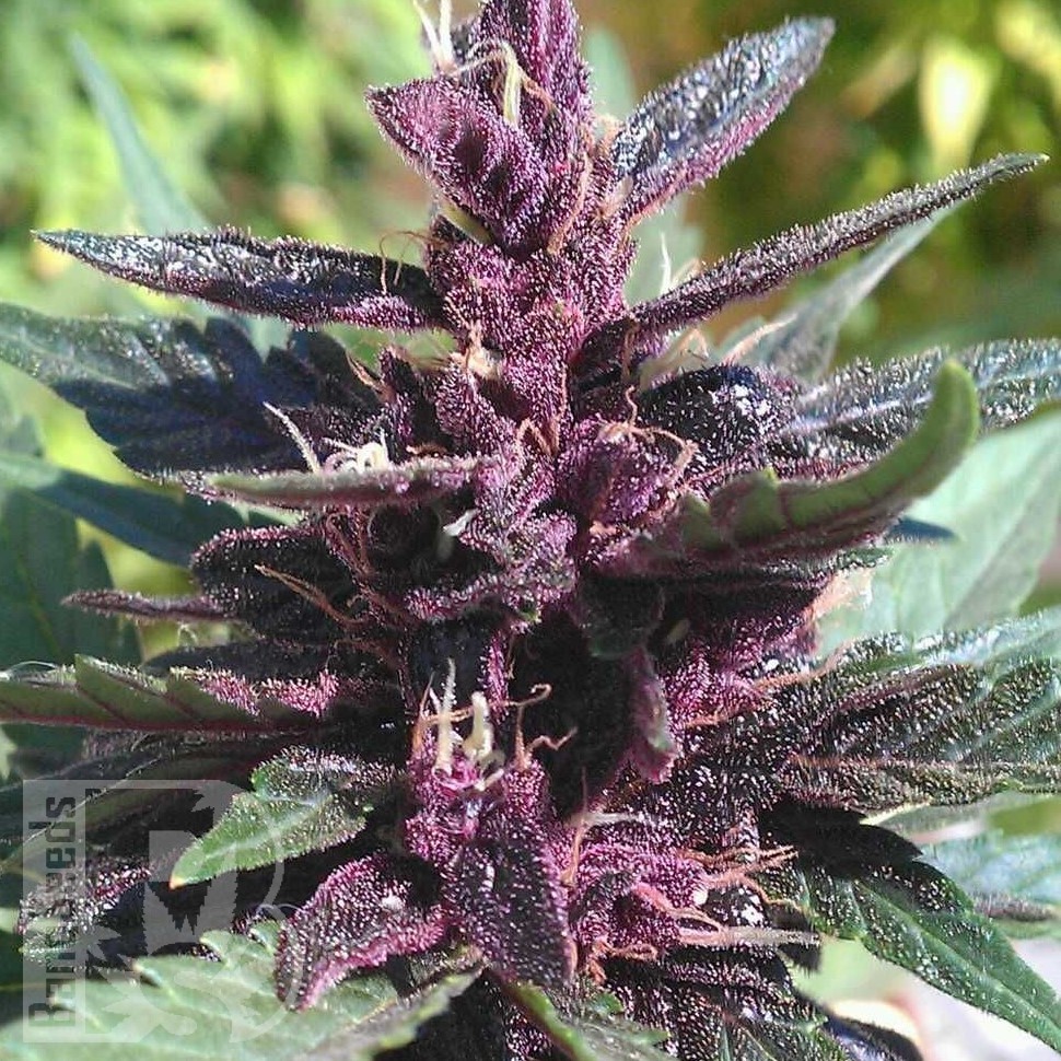 Семена марихуаны  Purple Ryder regular Ganja Seeds