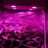 Светодиодный фитосветильник LED Гагарин 1 для выращивания марихуаны